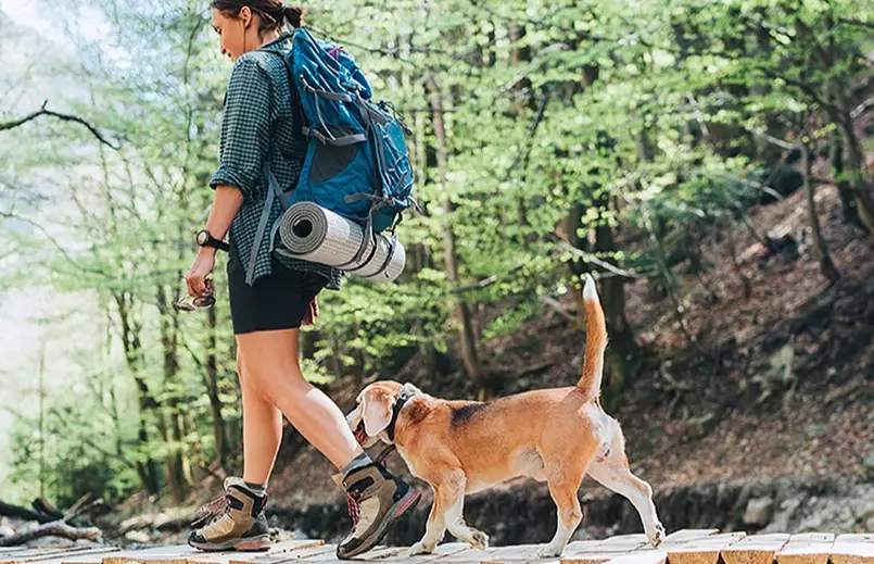 dog hiking gear